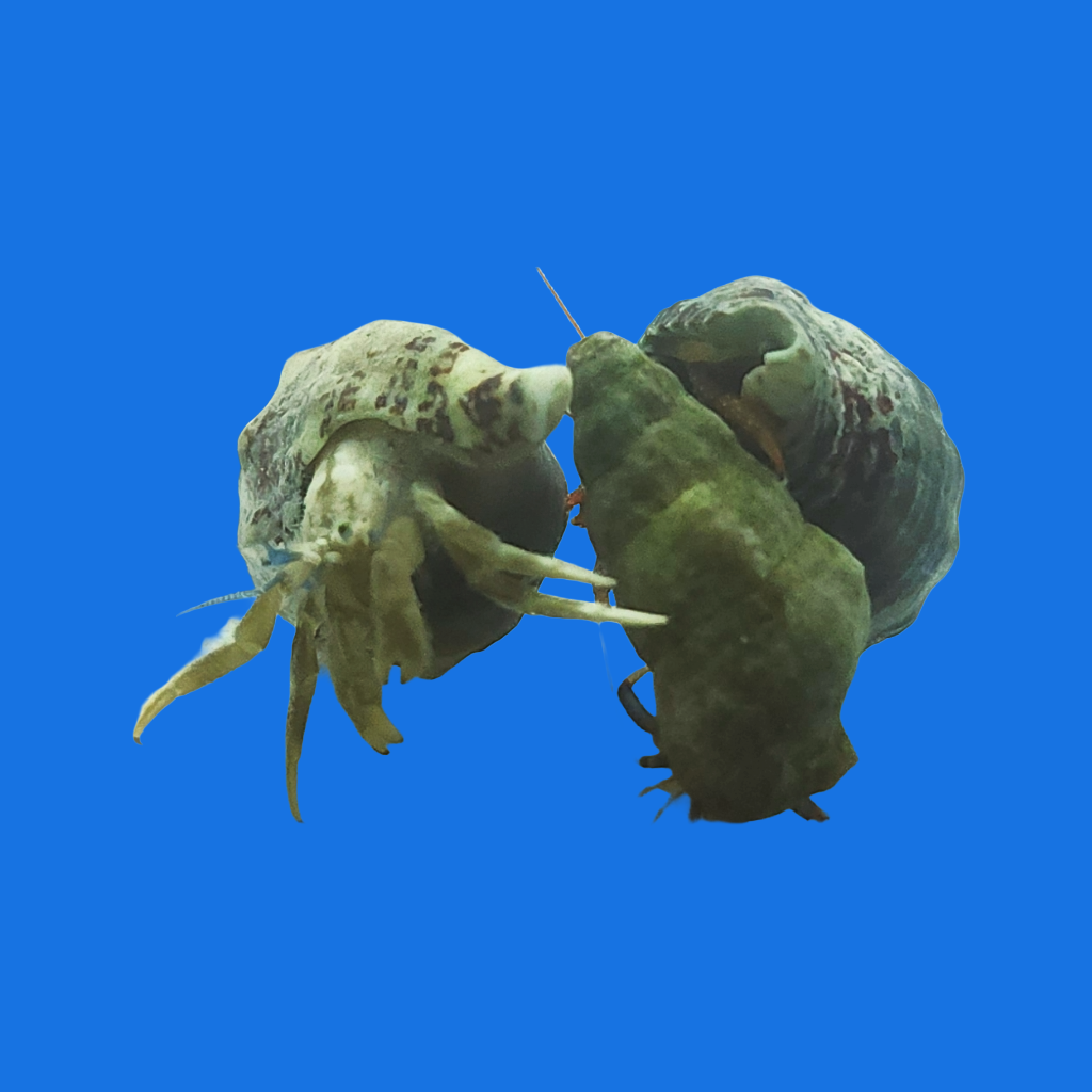 Hermit Crab - Assorted – Reef eScape