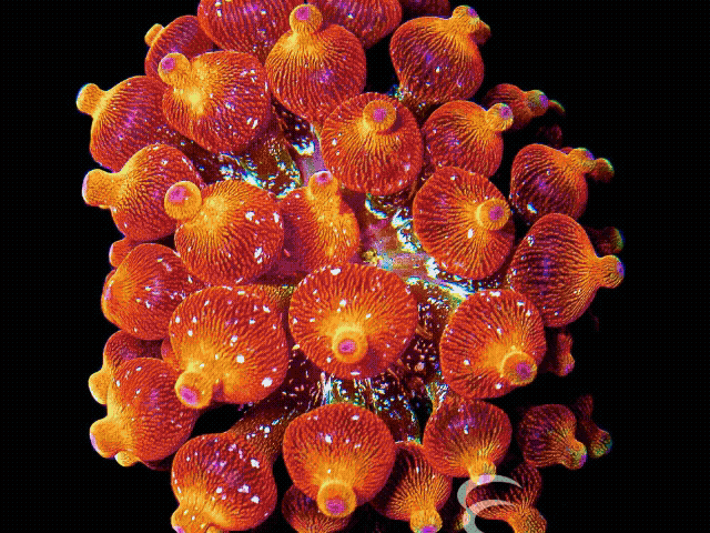 Corals - Anemones