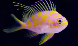 Anthias