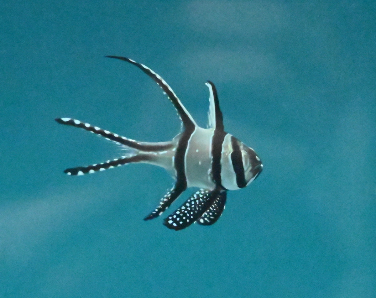 Cardinel Fish Cardinal Fish – Reef eScape