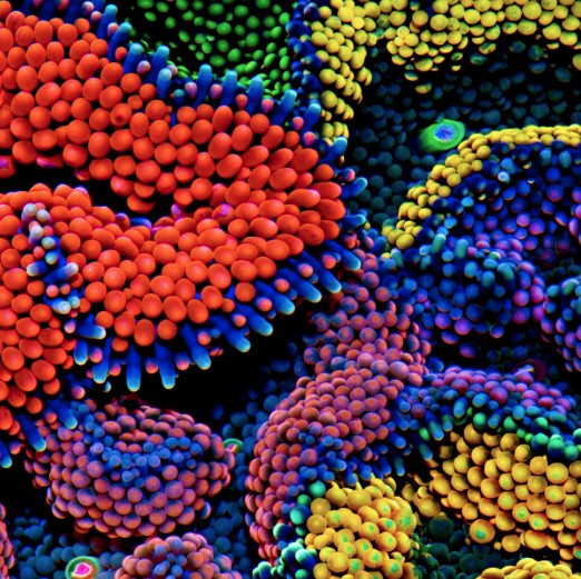Corallimorphs (Mushroom) Corals
