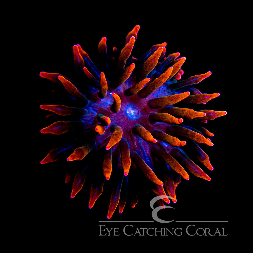 Eye Catching Corals ECC (Farm Raised)