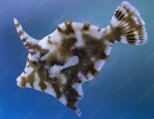 Filefish