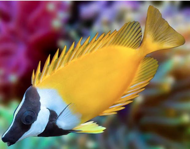 Rabbitfish