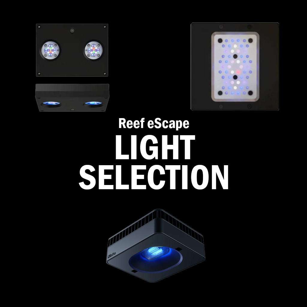 Dry Goods - Lights