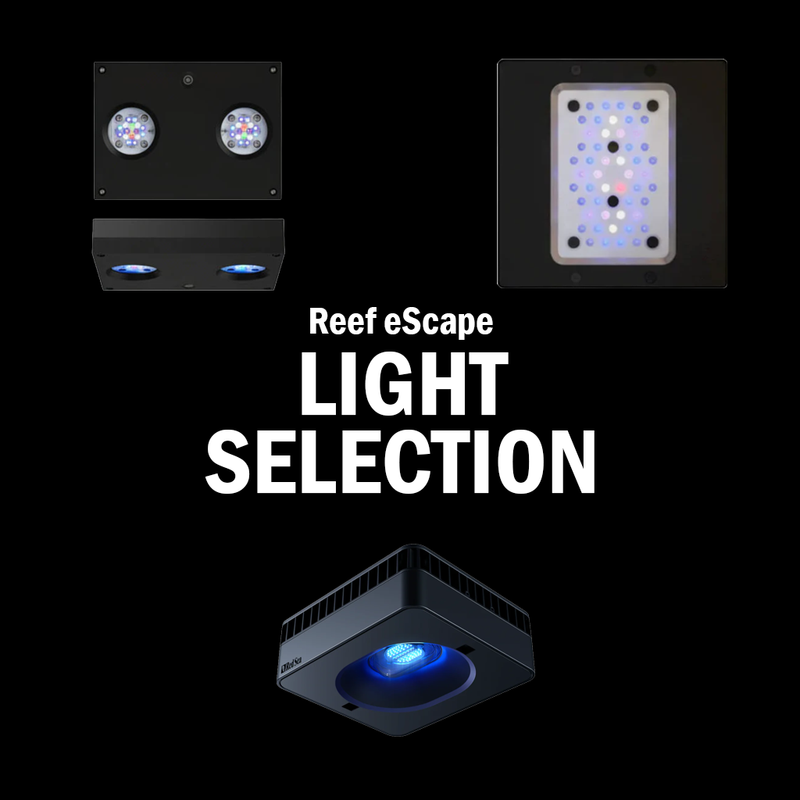 Dry Goods - Lights