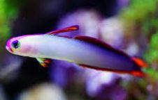 Goby