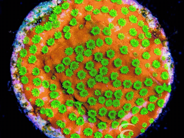 Corals - Small Polyp Stony (SPS)