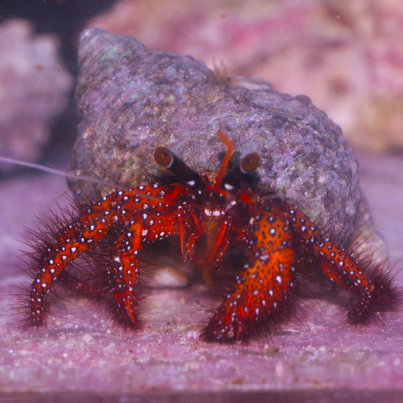 Crabs