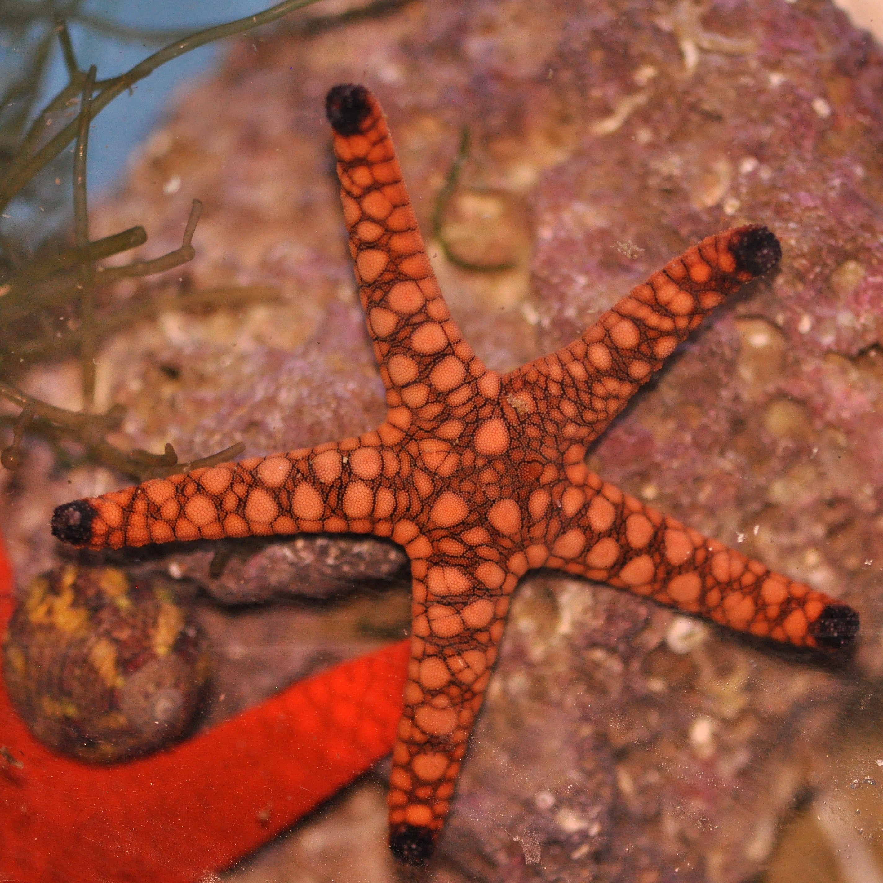 Inverts - Sea Stars (Starfish)