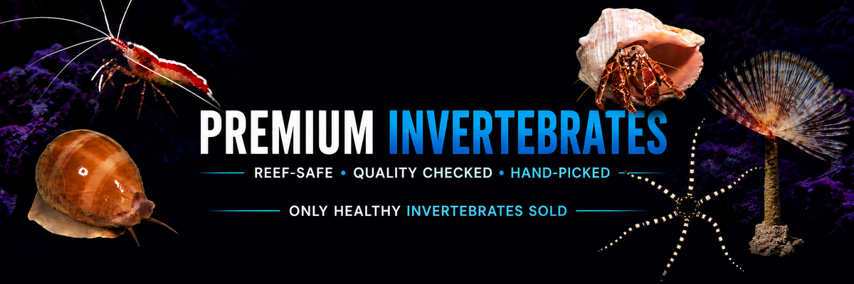 Reef Friendly Invertebrates, reef safe, quality checked, hand-picked, built to thrive.