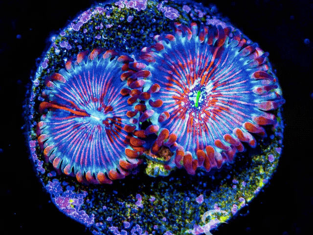 Corals - Zoanthids/Palys