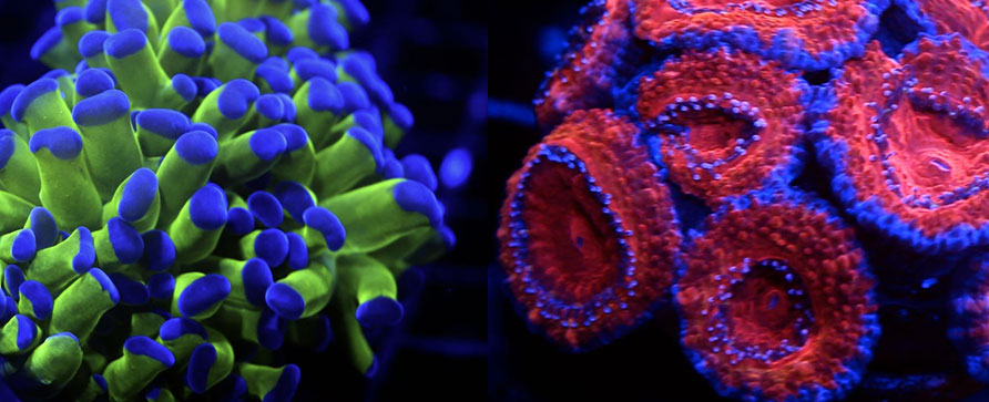 Corals - Large Polyp Stony (LPS)