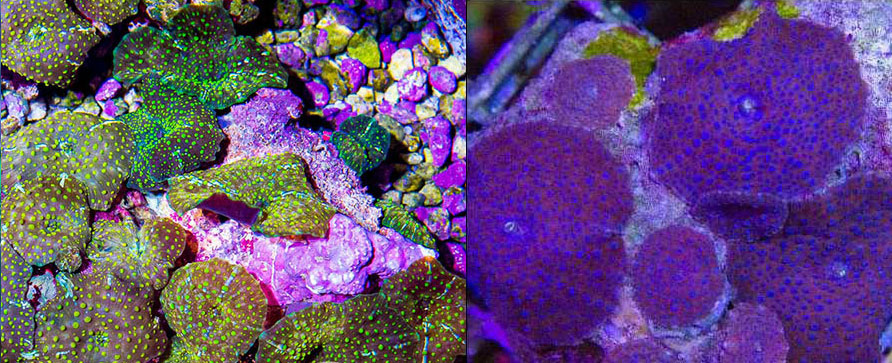 Corals - Soft Corals