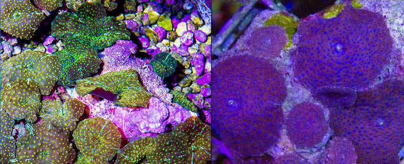 Corals - Soft Corals