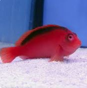 Hawkfish