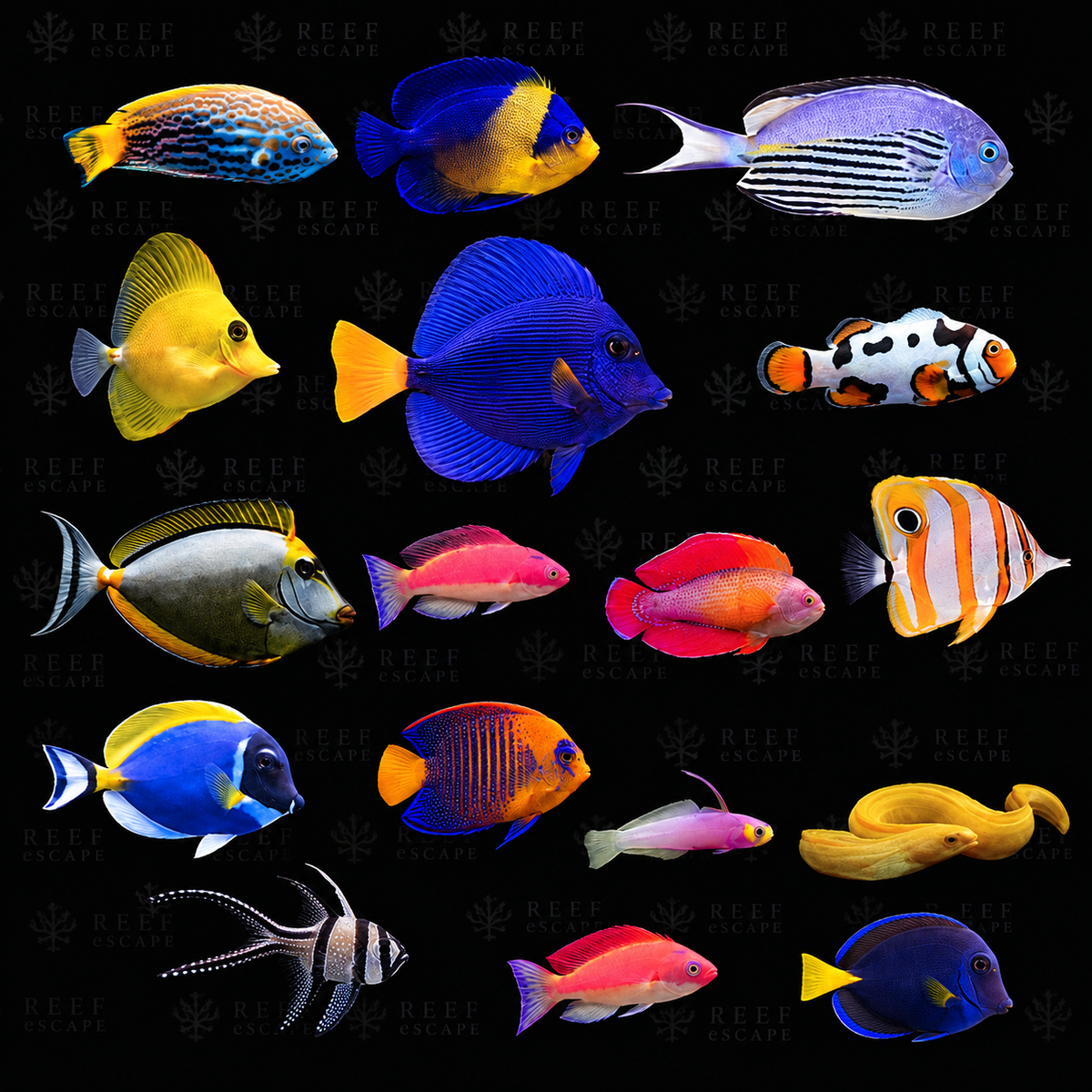 Fish – Reef eScape