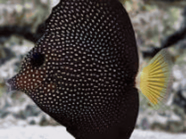 Tang / Surgeonfish – Reef eScape