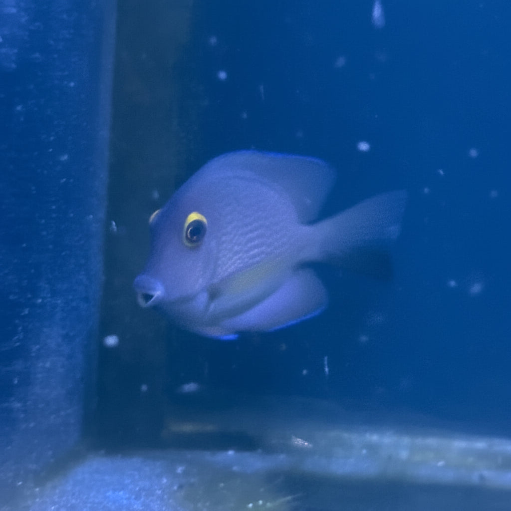 Gold Ring Bristletooth Tang (M)