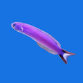 Purple Tilefish