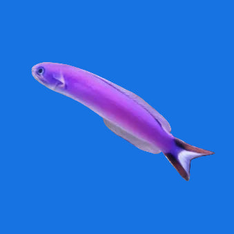 Purple Tilefish