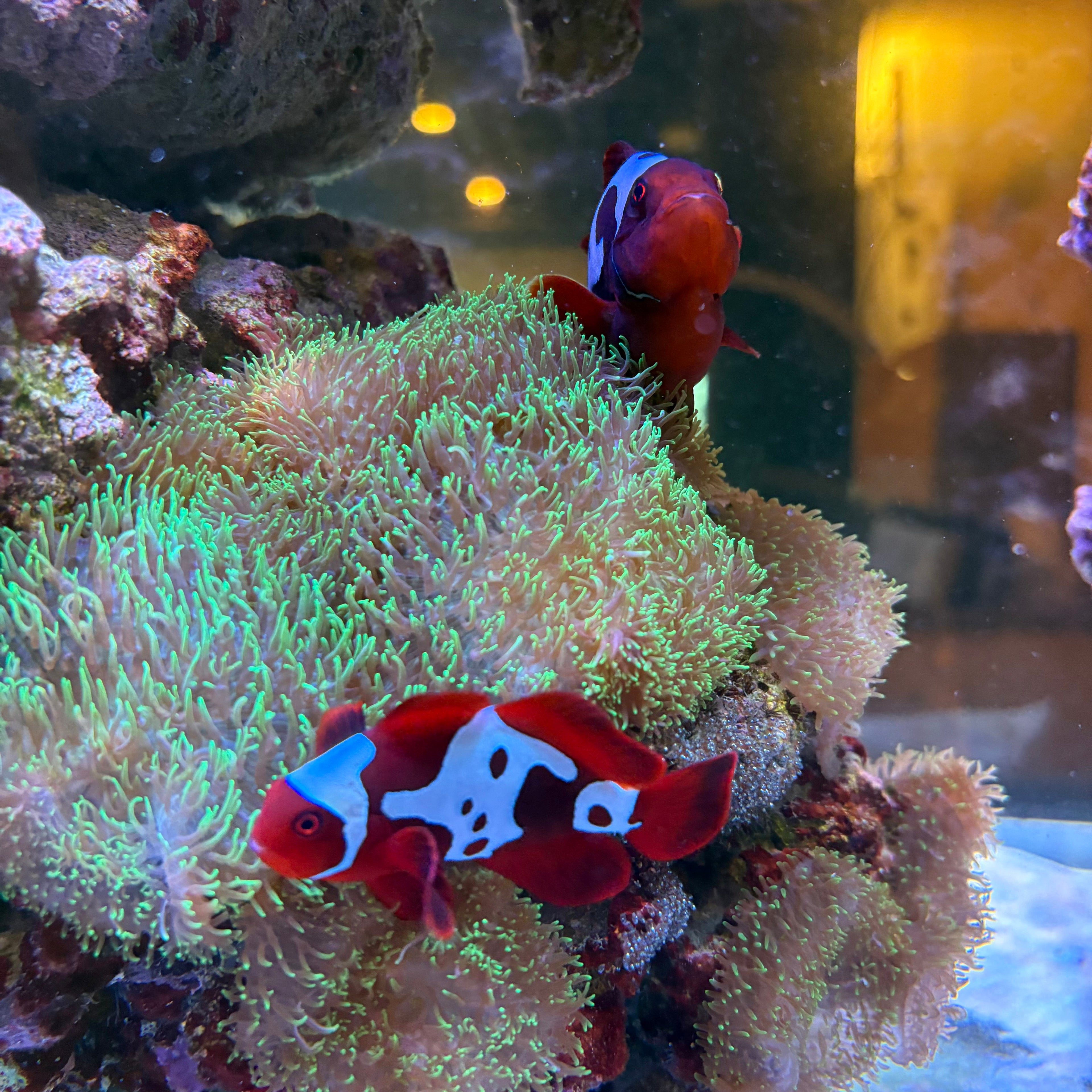 Lightning Maroon Clownfish