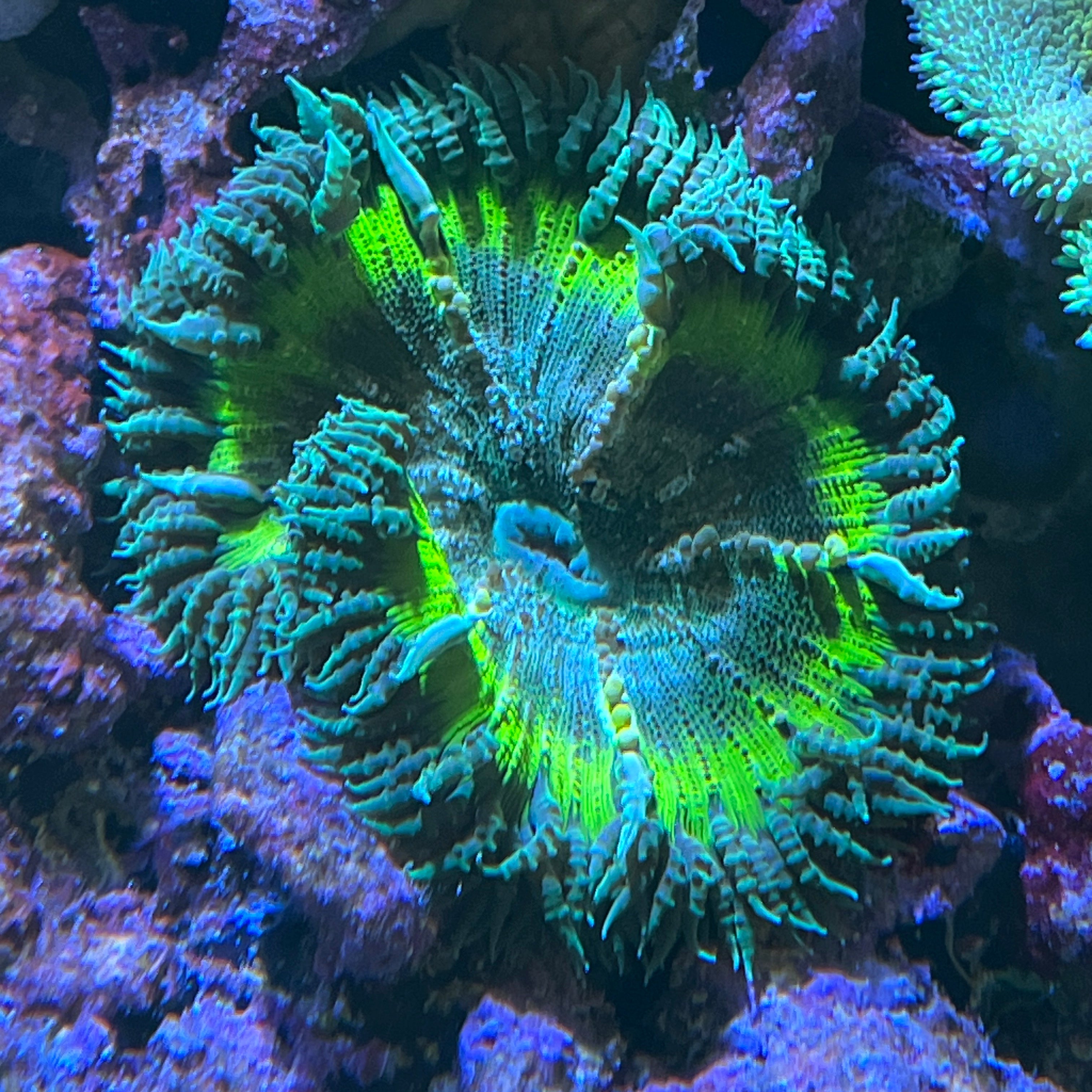 Rock Flower Anemone