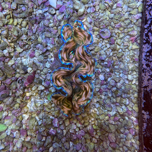 Derasa Clam