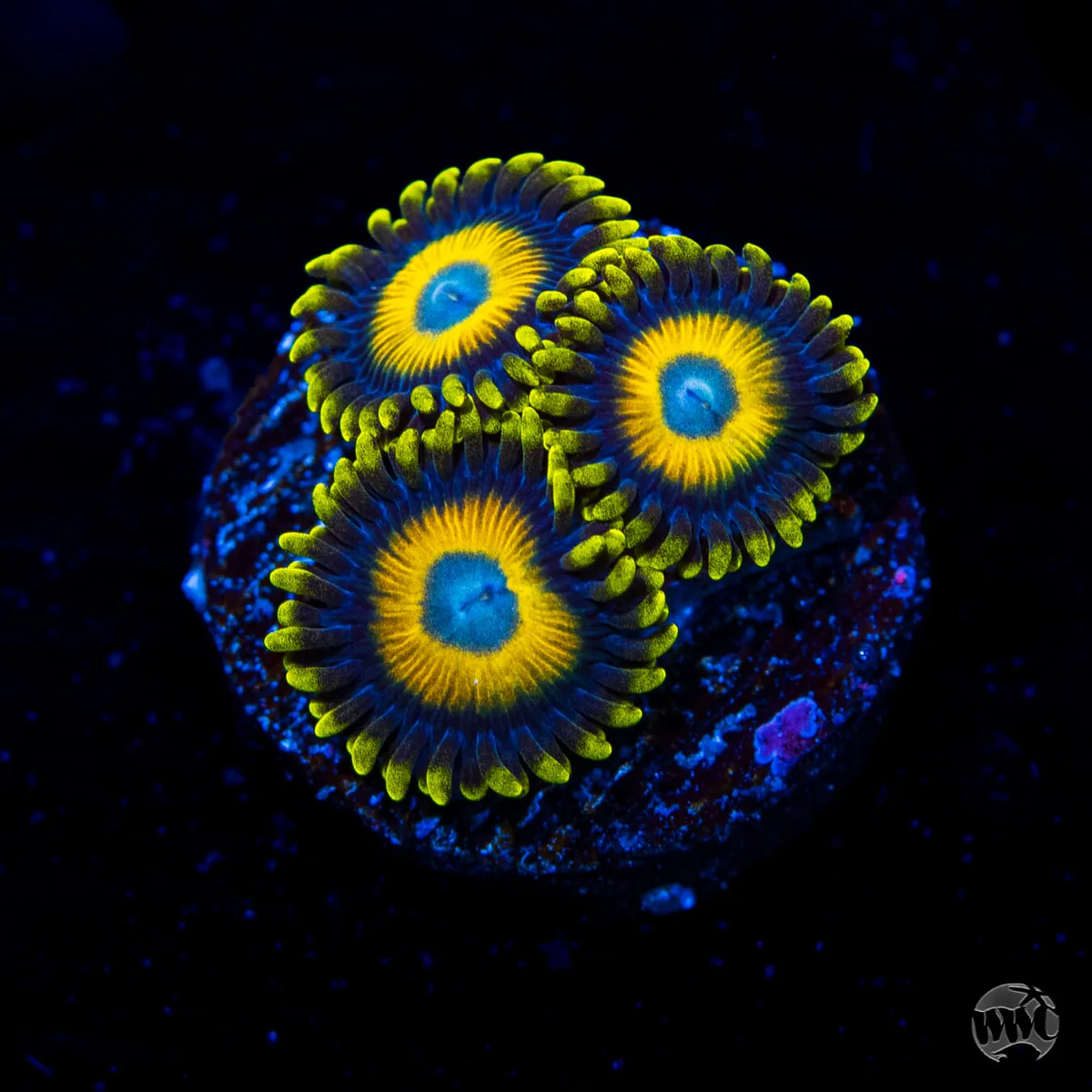 WWC Scrambled Eggs Zoanthid