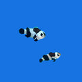 Black Storm Clownfish
