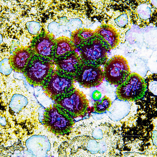 ECC Purple Monster Zoa