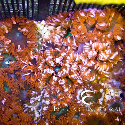 Rock Anemone- Red