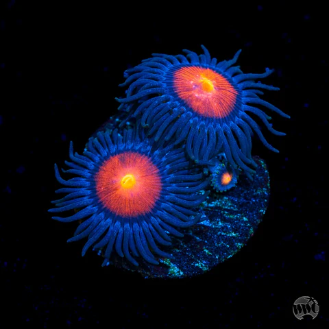 WWC Burning Mans Zoanthid