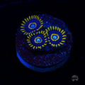 Blue Hornet Zoanthid