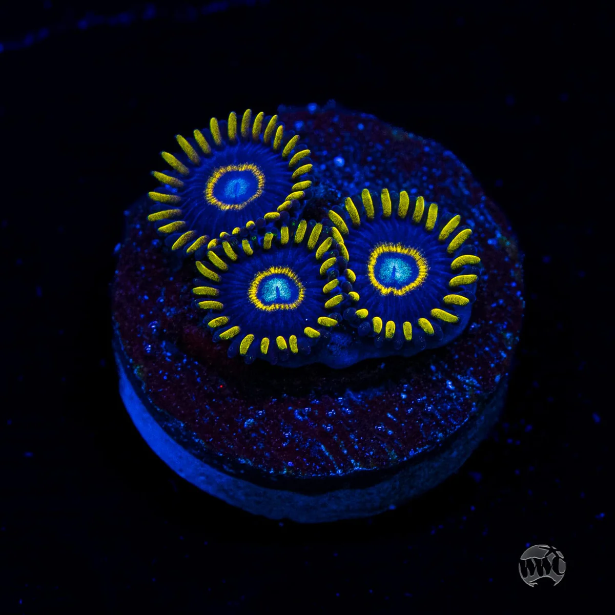 Blue Hornet Zoanthid