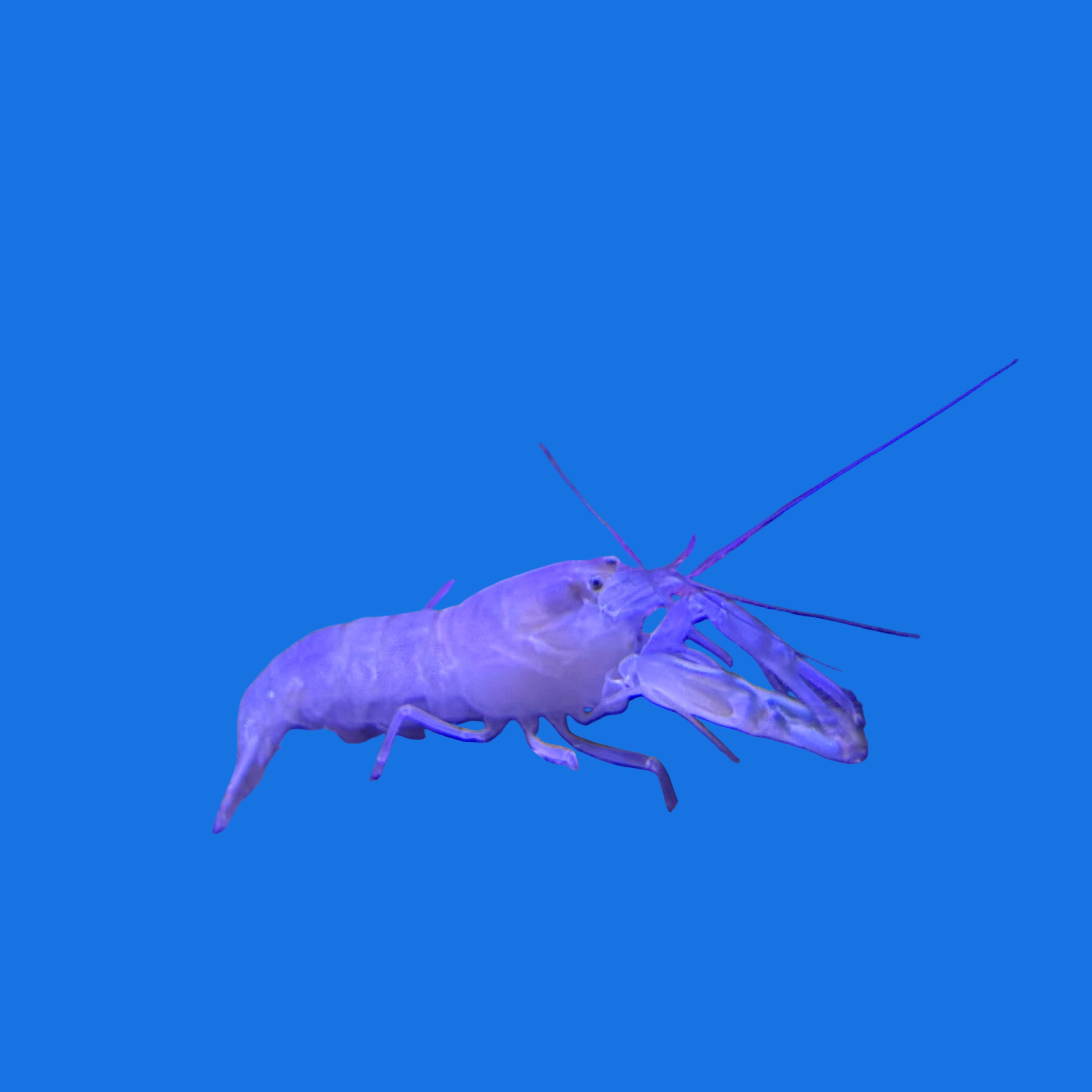 Atlantic Pistol Shrimp