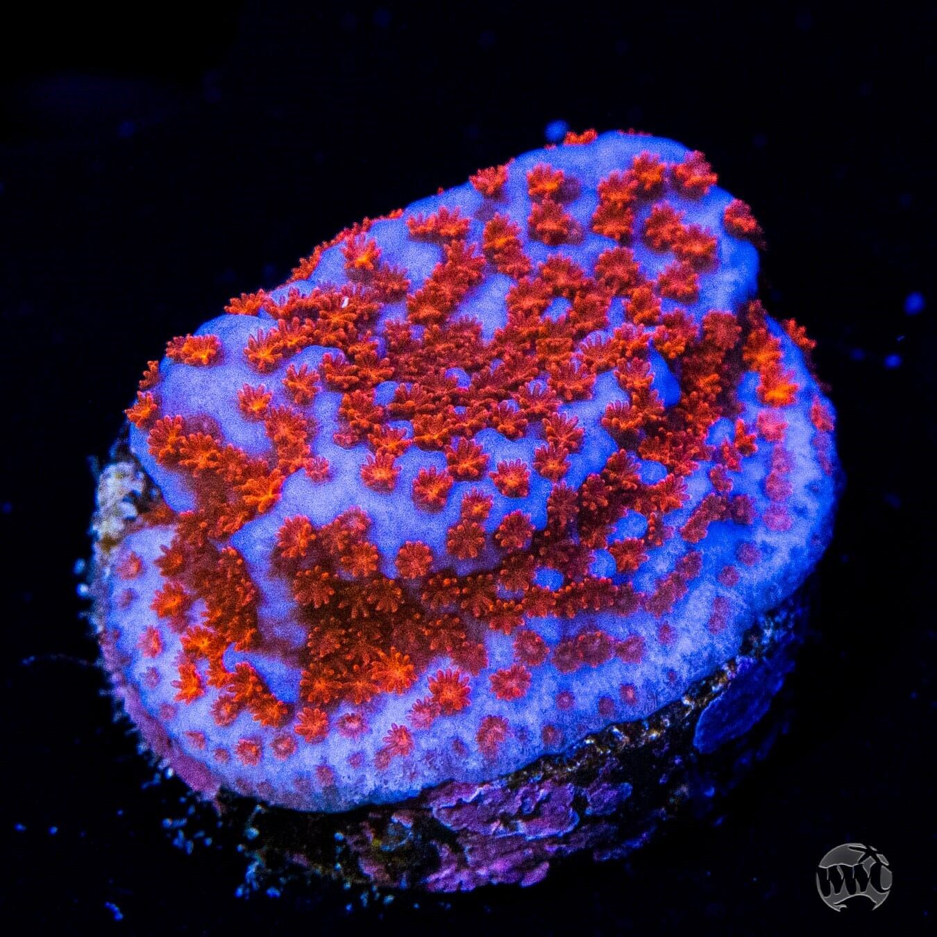 WWC Superman Montipora