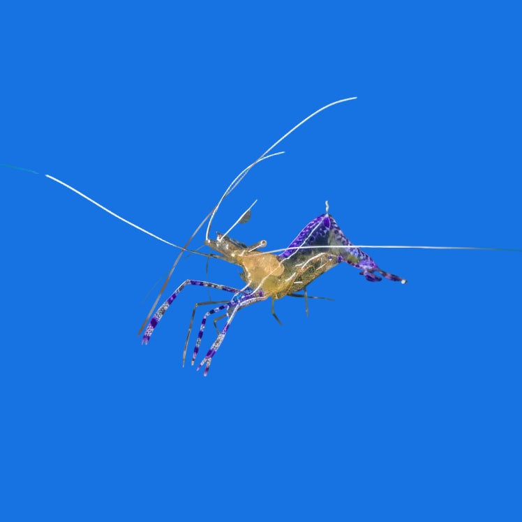 Pederson Cleaner Shrimp