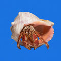 Hermit- Large
