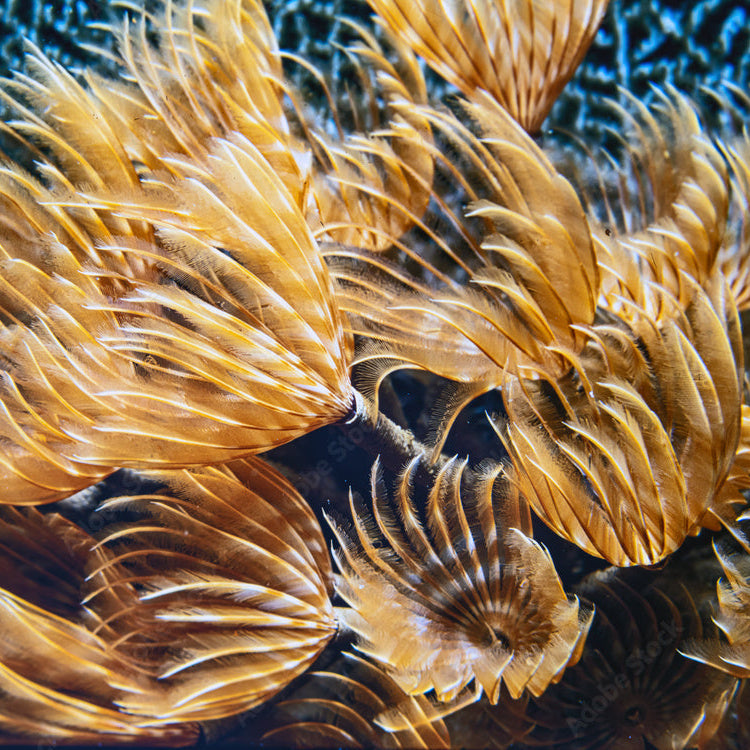 Feather Duster Cluster