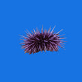 Reef Urchin