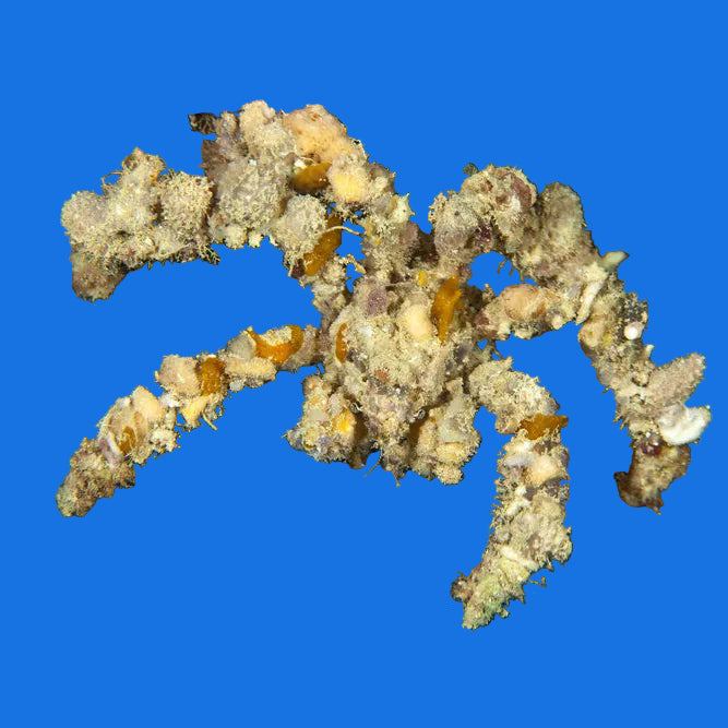 Spider Decorator Crab