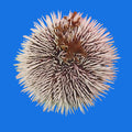 Pin Cushion Urchin