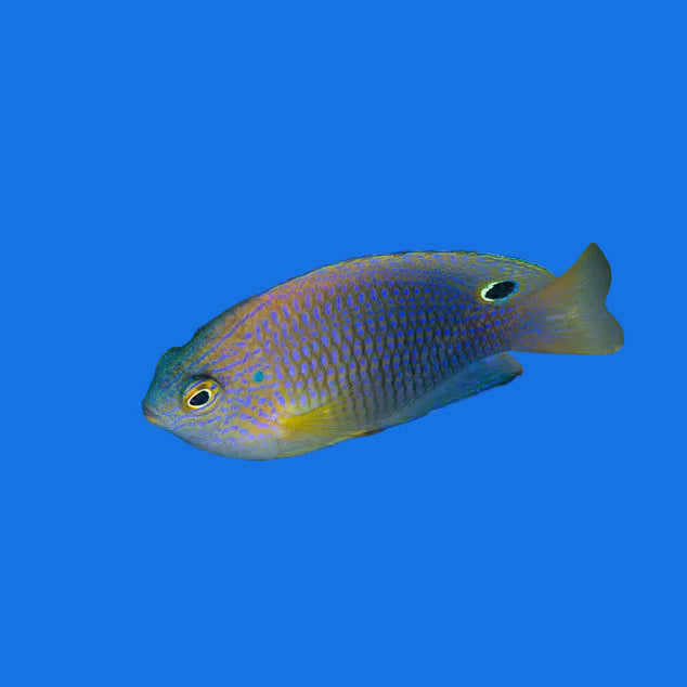 Ocellate Damsel