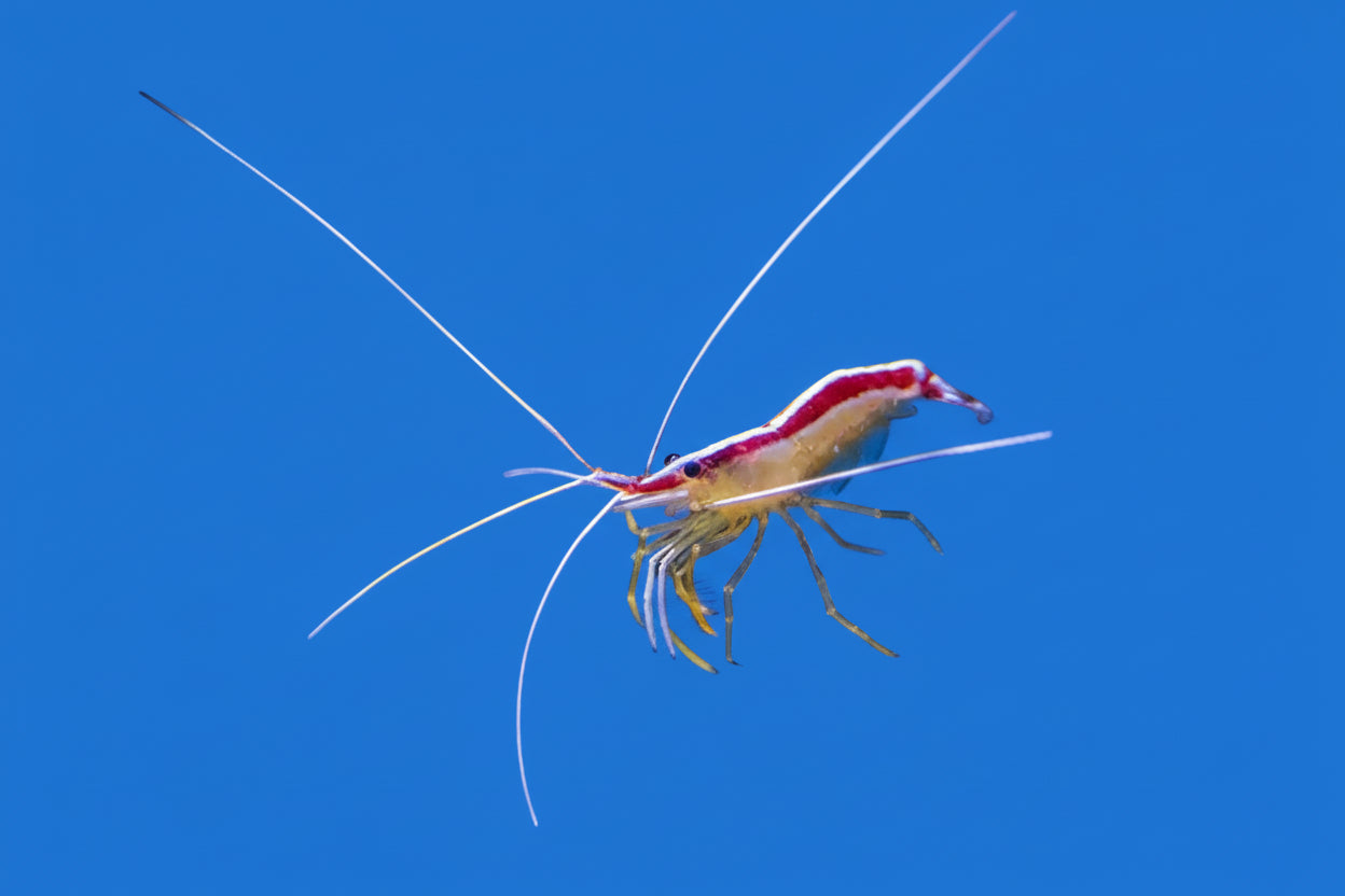 Skunk Cleaner Shrimp