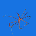 Arrow Crab