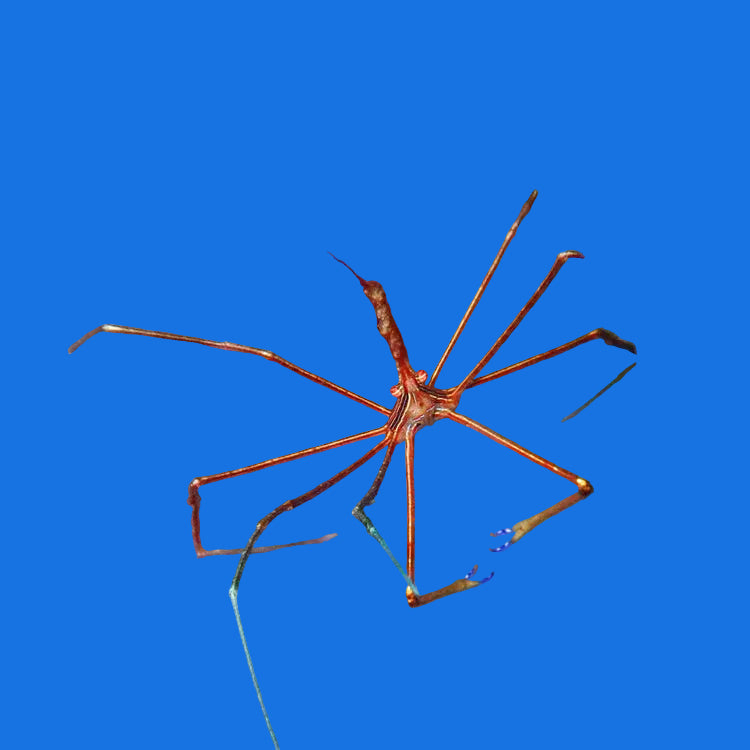 Arrow Crab