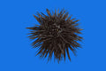 Black/Purple Shortspine Urchin