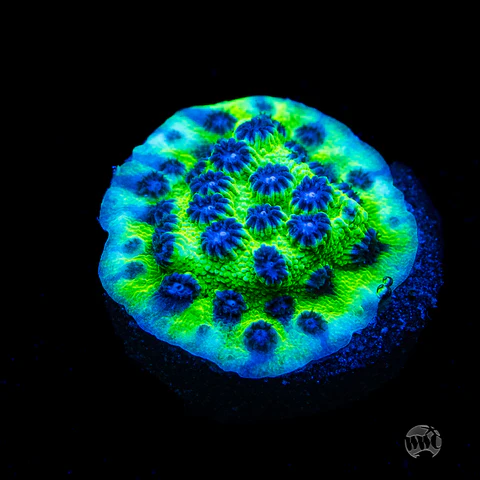 Jason Fox Master PPE Cyphastrea