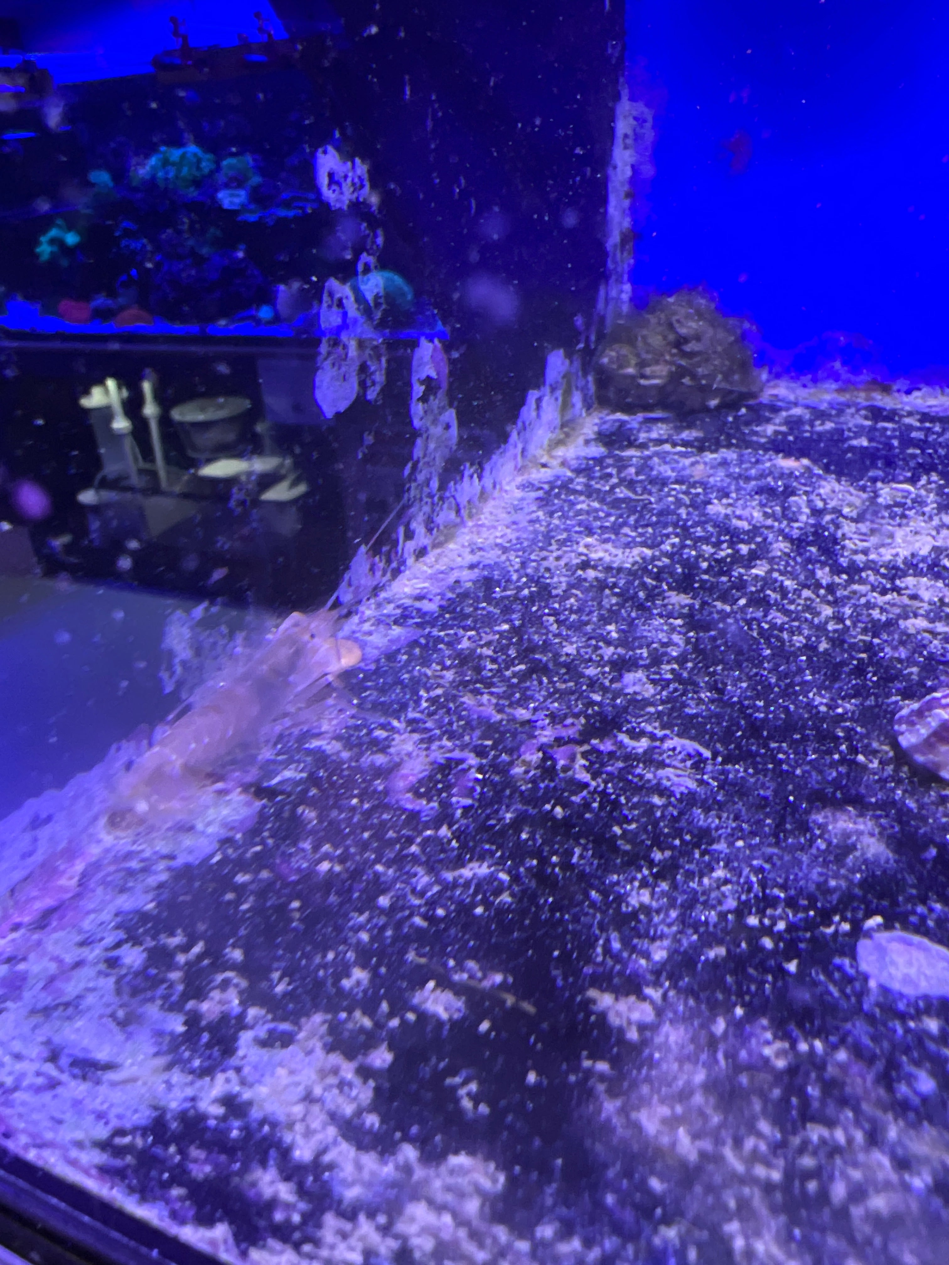 Candy Stripe Pistol Shrimp